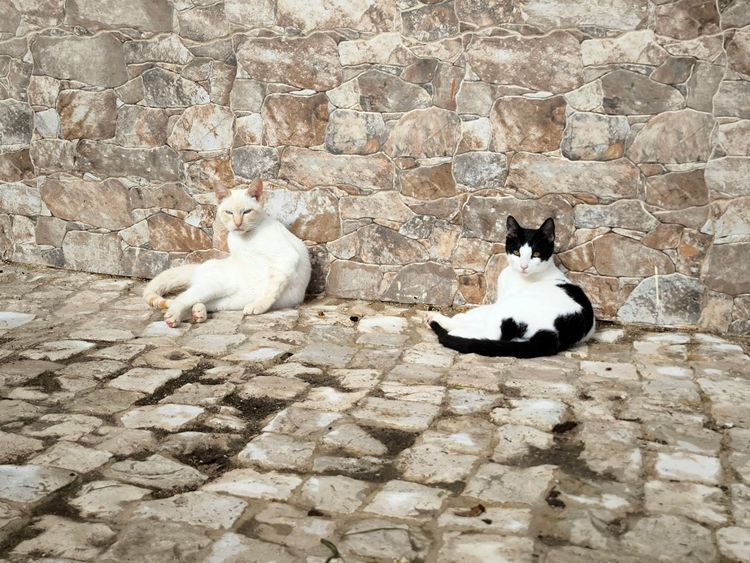 Коты или собаки? Спор на 4 лапы, который разделил мою семью и весь мир