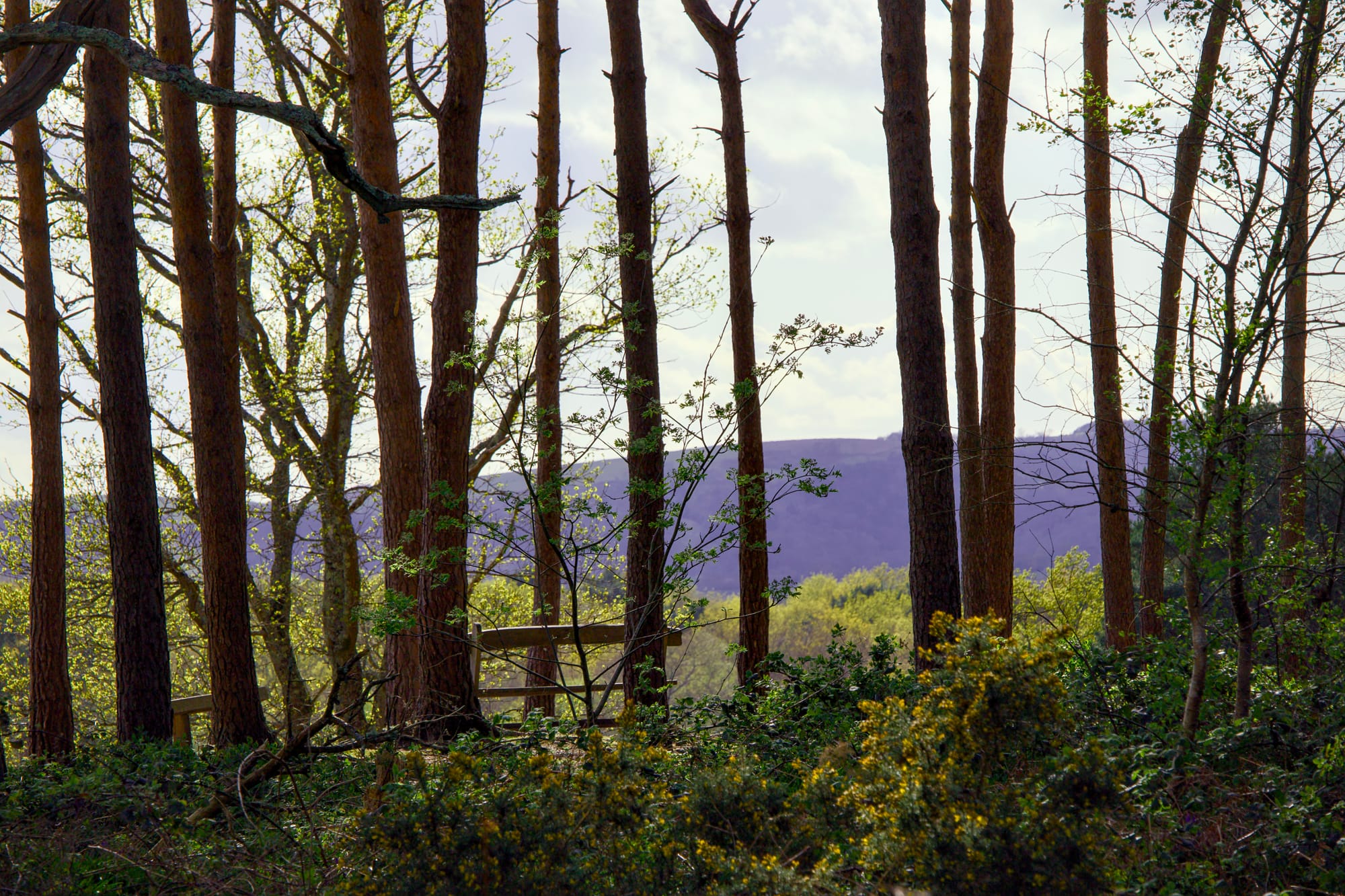 Looking towards the South Downs from the RSPB Pulborough Brooks car park.