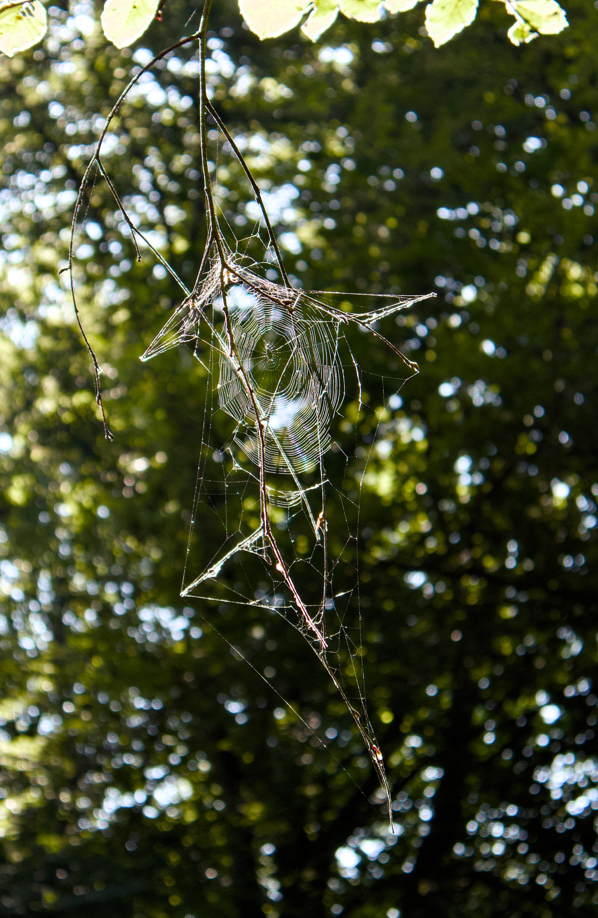 A delicate spiderweb stretches between thin twigs, glistening in the sunlight against a blurred green forest background.