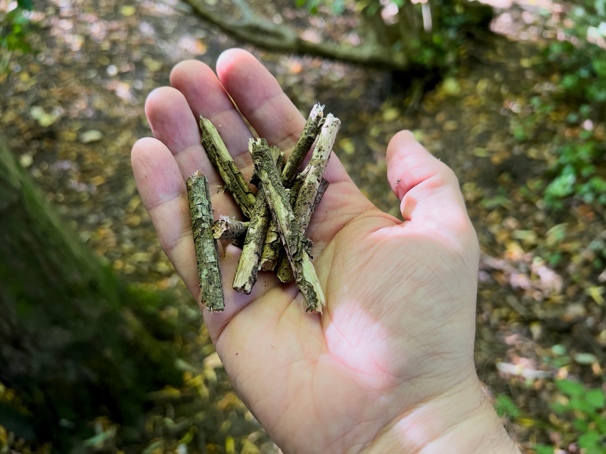 A close-up of a hand holding several short, broken twigs with rough bark, set against a blurred woodland background with dappled sunlight on leaves and soil.