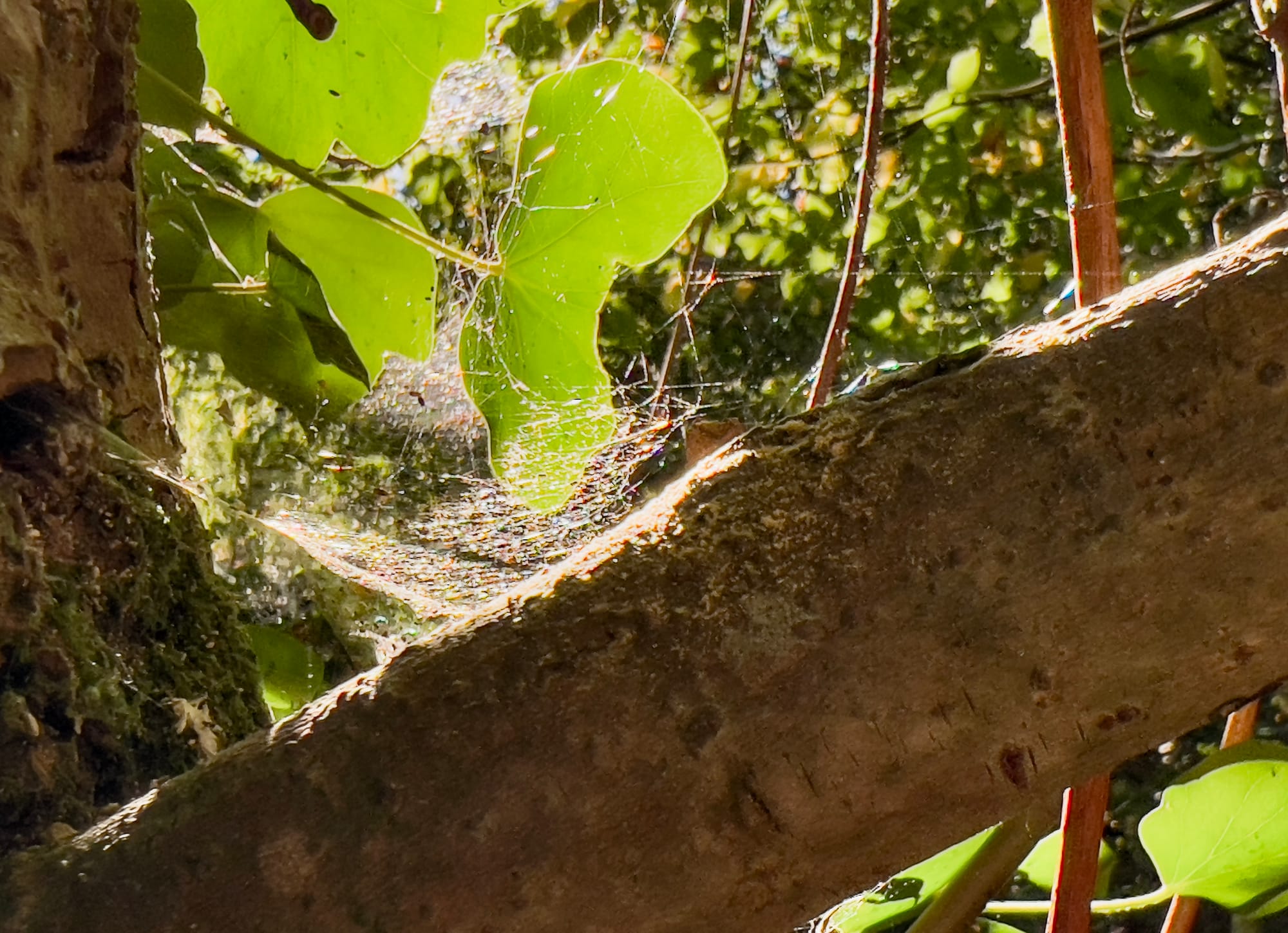 A spider’s web stretched between branches and green leaves in sunlight, its fine strands catching the light and glistening against the bark and foliage.