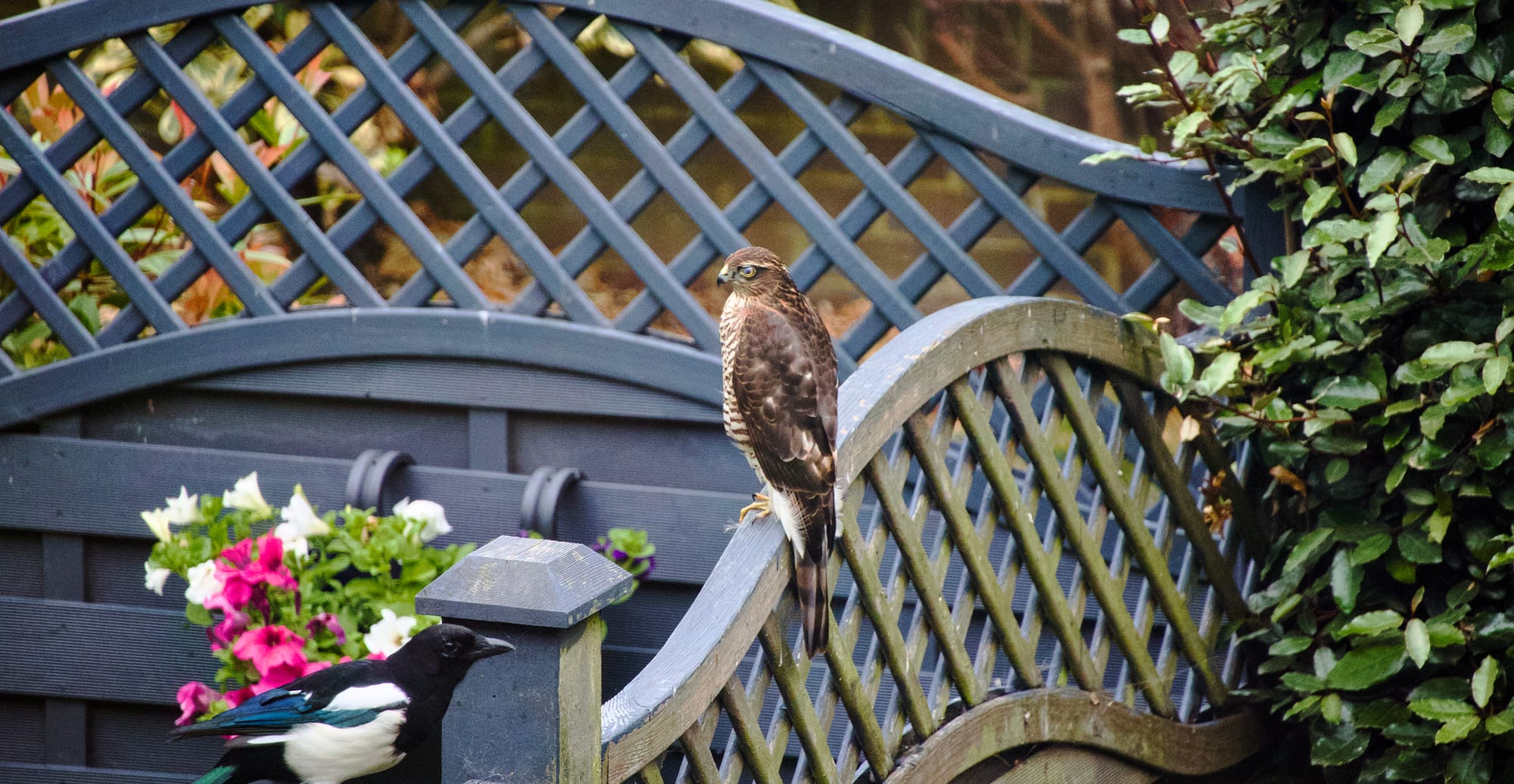 A female sparrowhawk perched on the fence, with a magpie just in shot. 