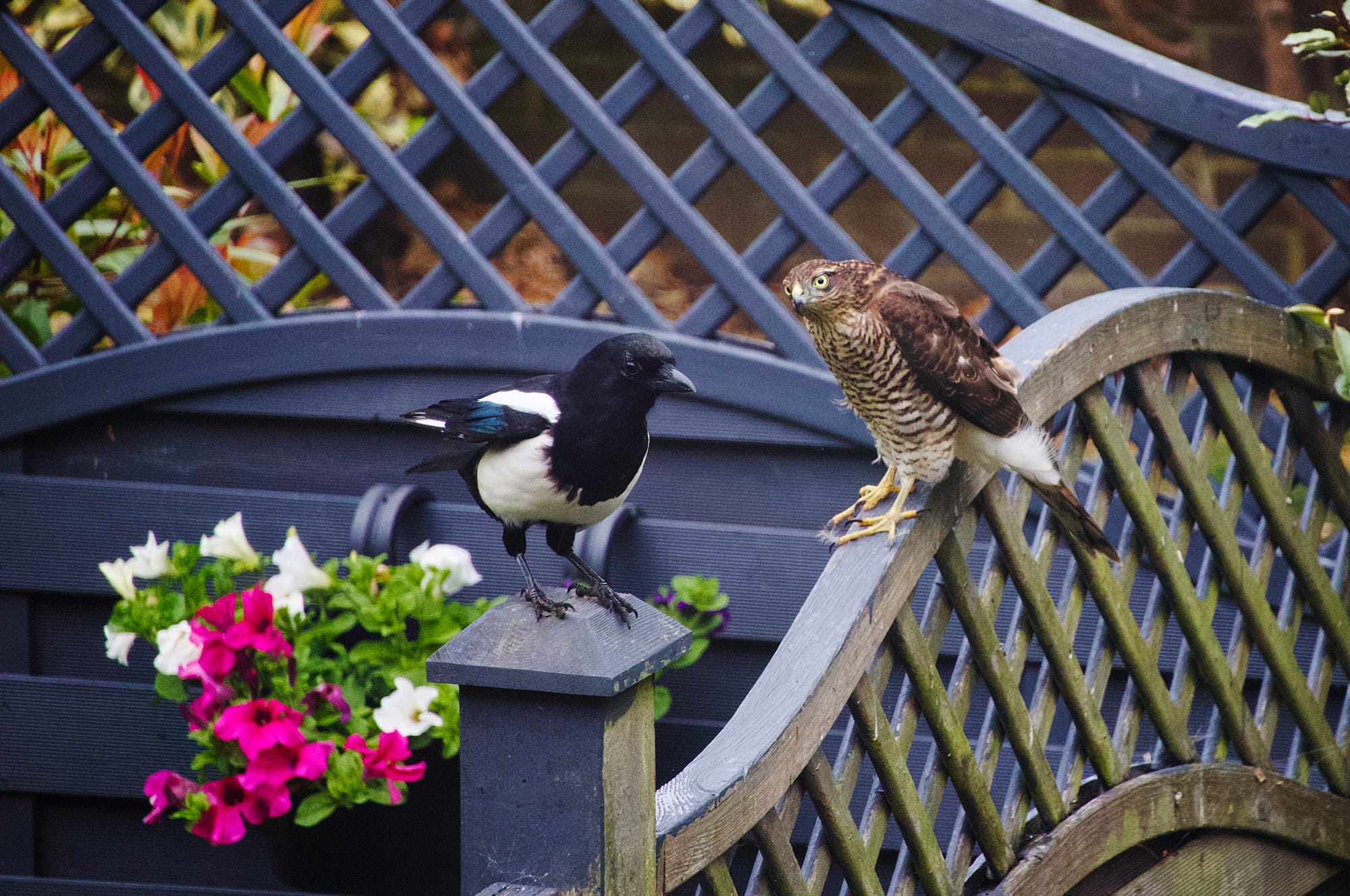 A female sparrowhawk stares at a magpie. 