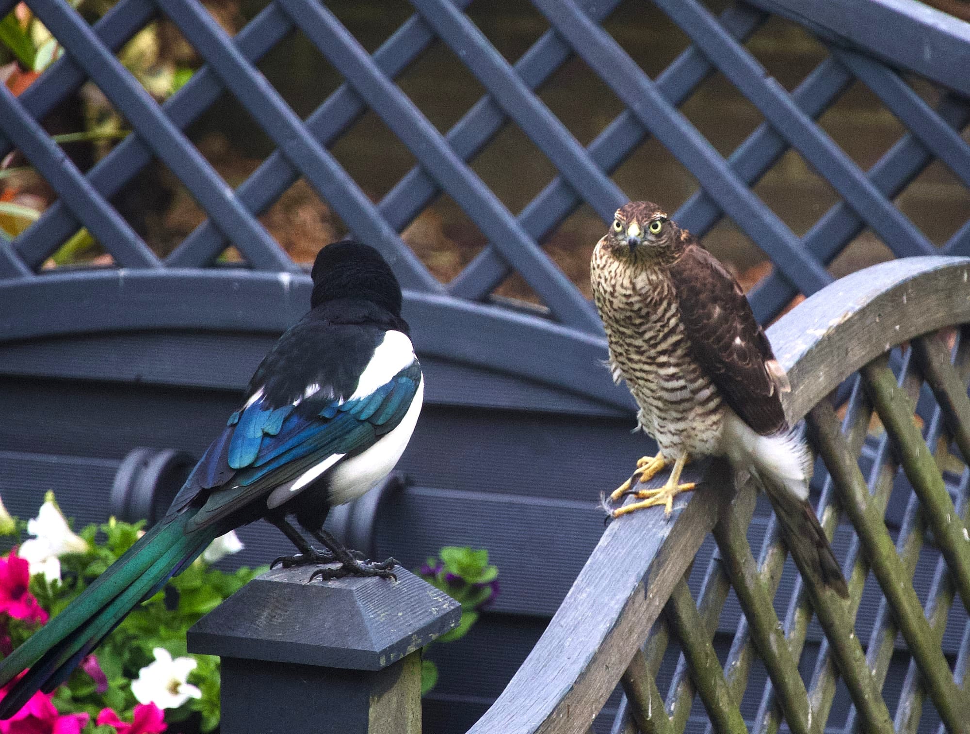 The sparrowhawk on alert, as another magpie (out of shot) flies at her. 
