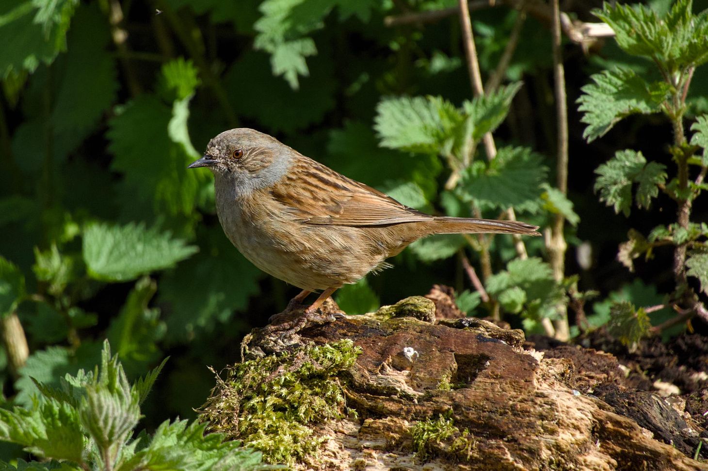 A dunnock at Pulborough Brooks. 