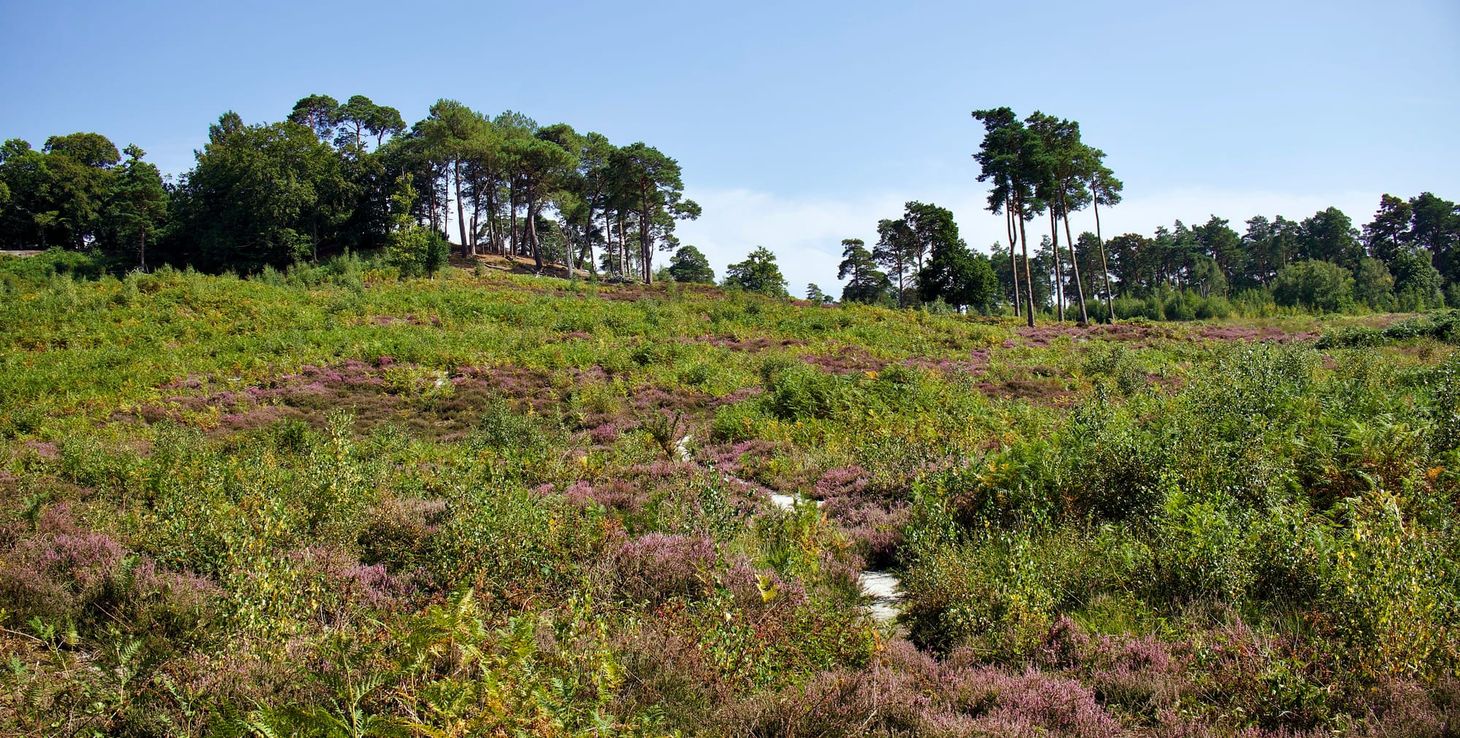Escaping the heat in the woods