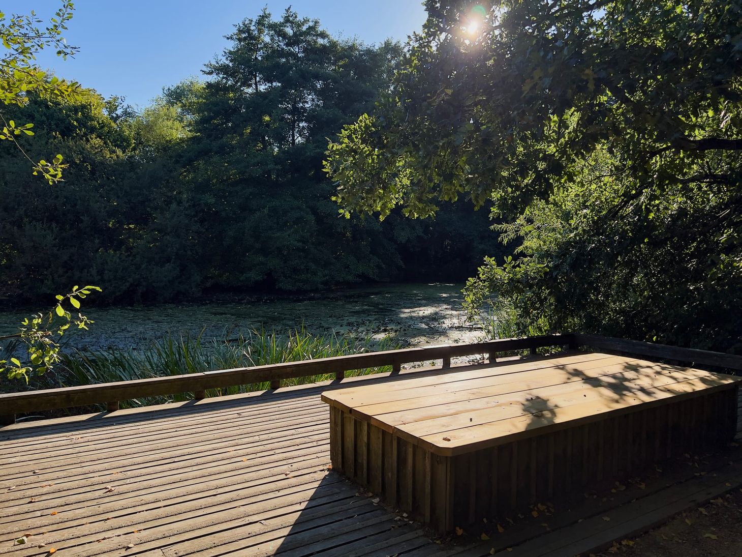 A wooden deck with a large rectangular platform overlooks a pond covered in green vegetation, surrounded by dense trees. Sunlight filters through the leaves, casting shadows on the deck.