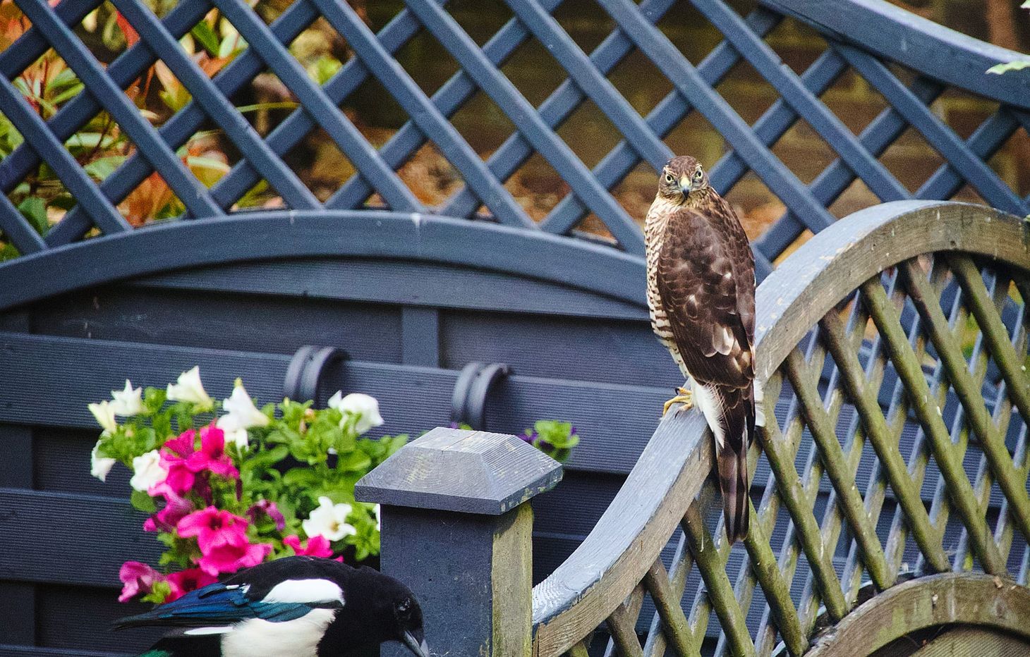 A female sparrowhawk perched on a fence looks towards the camera