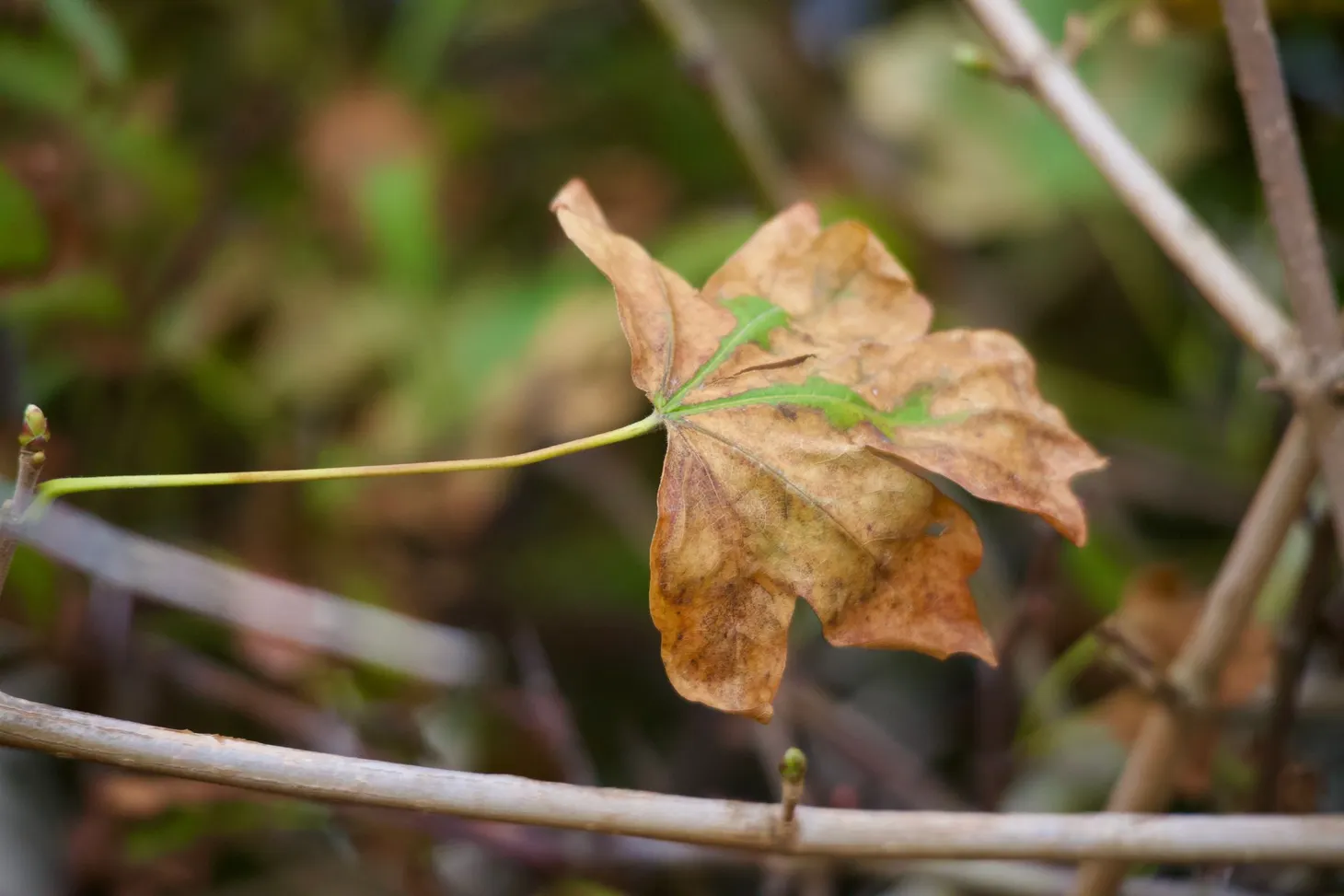 Autumn comes when the ospreys leave
