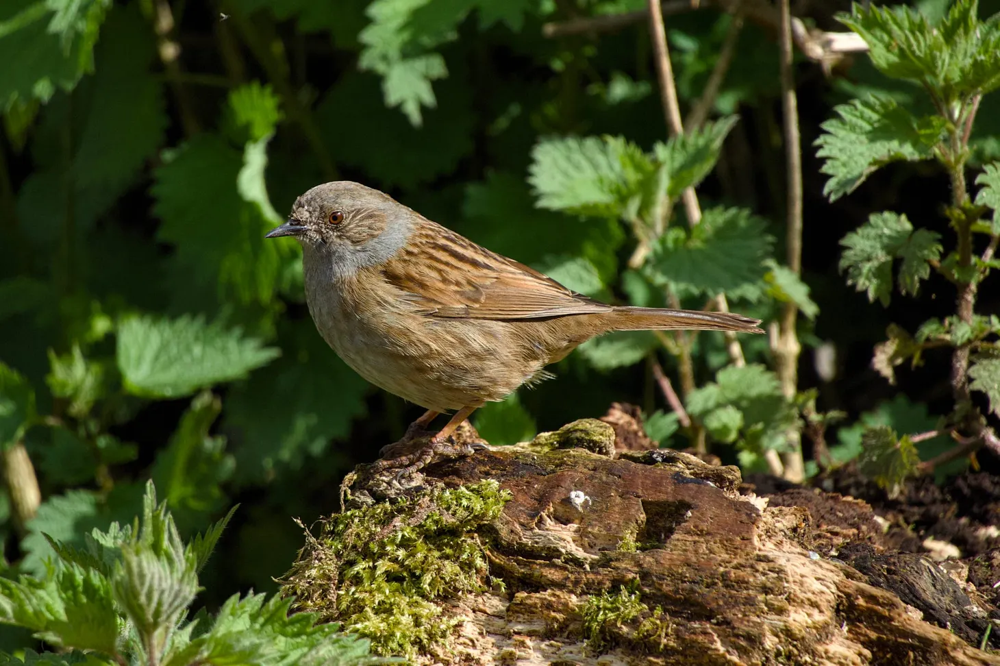 A dunnock at Pulborough Brooks. 