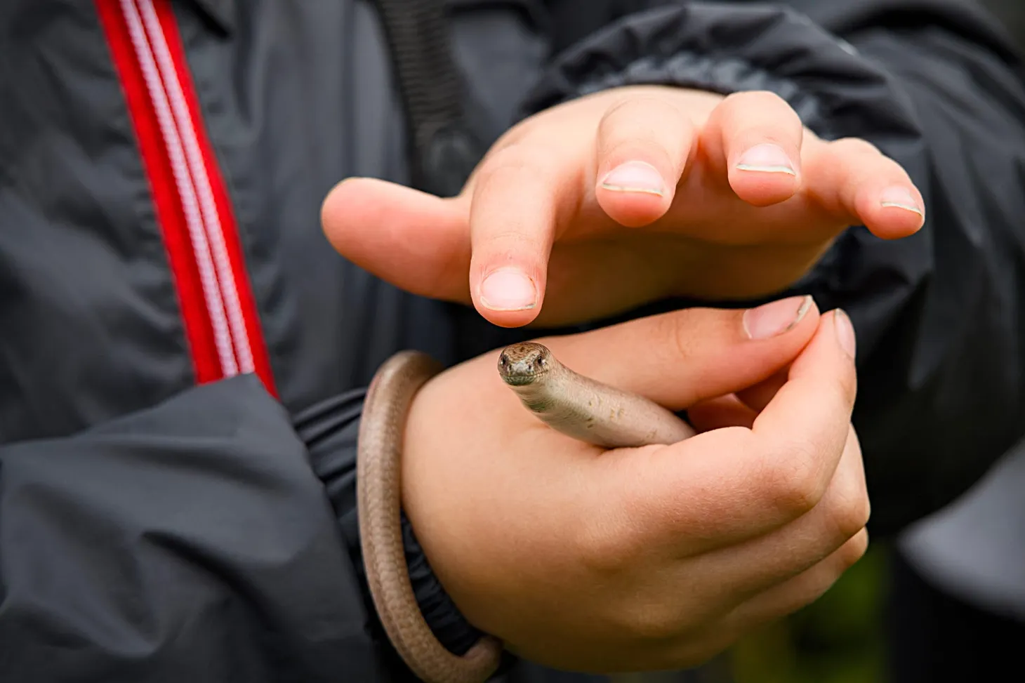 Reptile Safari at RSPB Pulborough Brooks