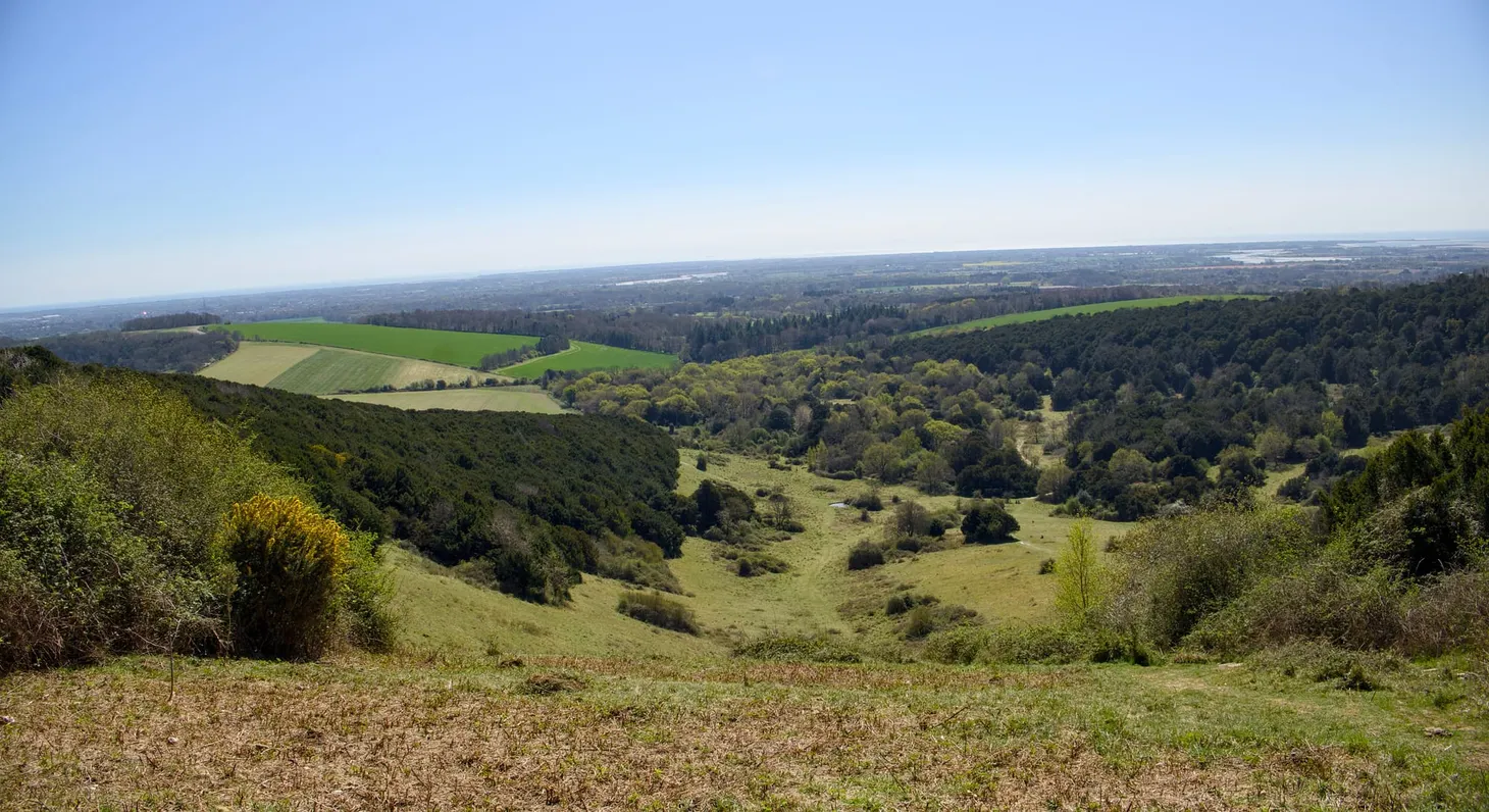 Kingley Vale: a first walk