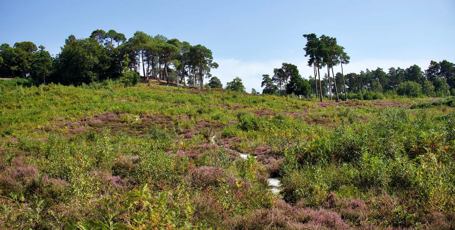 Escaping the heat in the woods