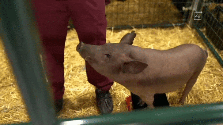 Snout Boops | Source: Neuralink on YouTube