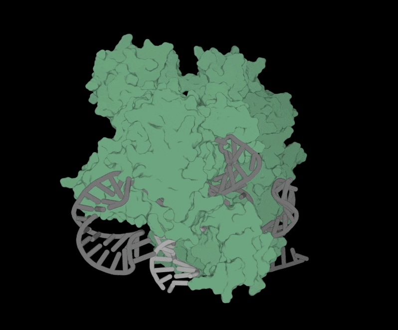 Structure of OpenCRISPR-1 Complex