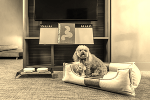 ME by Meliá presenta MEME Suite, una habitación diseñada para viajar con mascotas