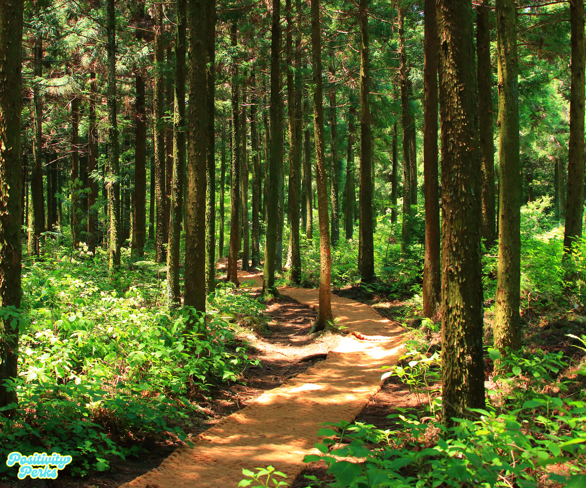 The Forest Knows Something About Happiness That Most People Don't