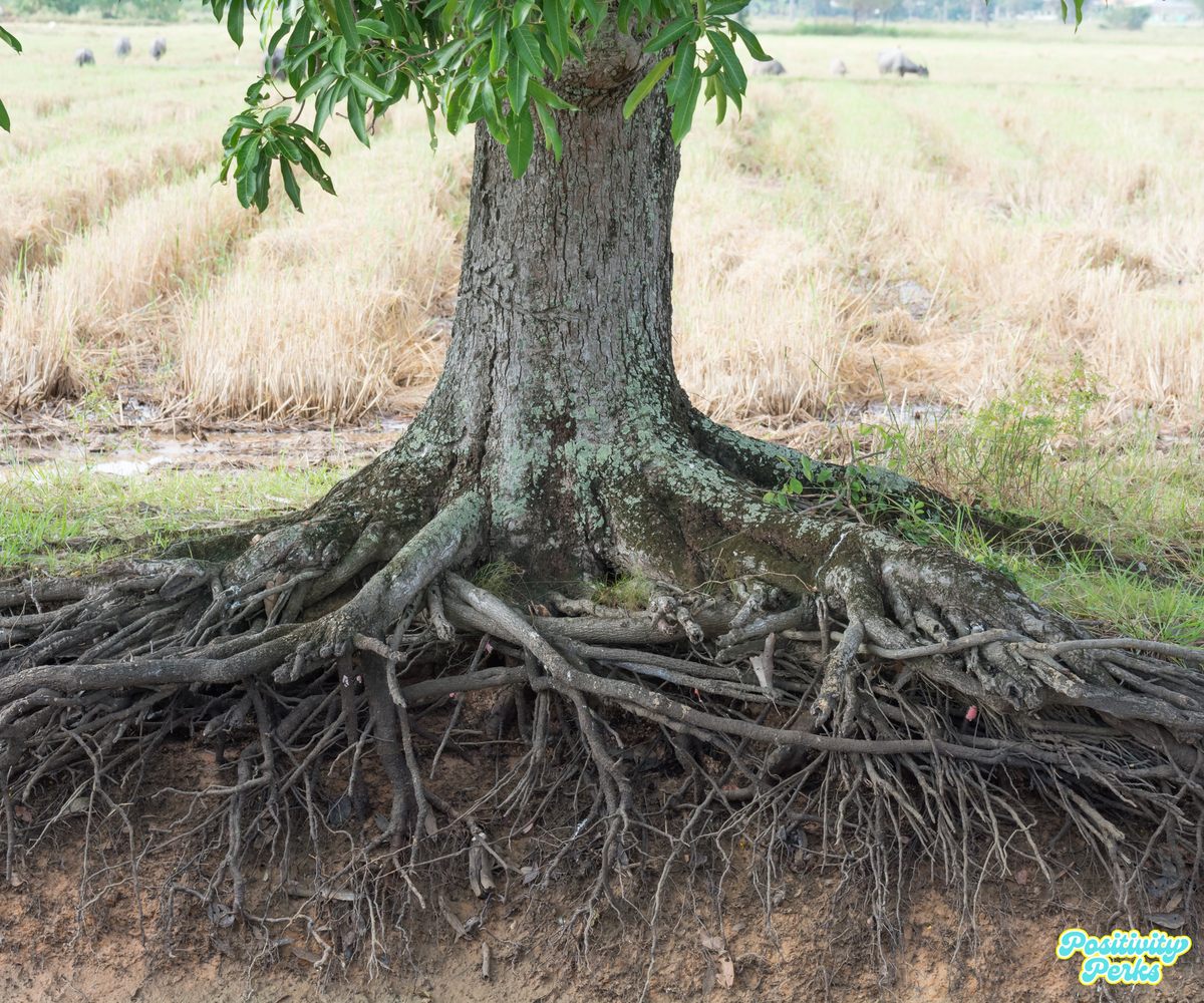 Some Trees Have to Fight for Every Inch.