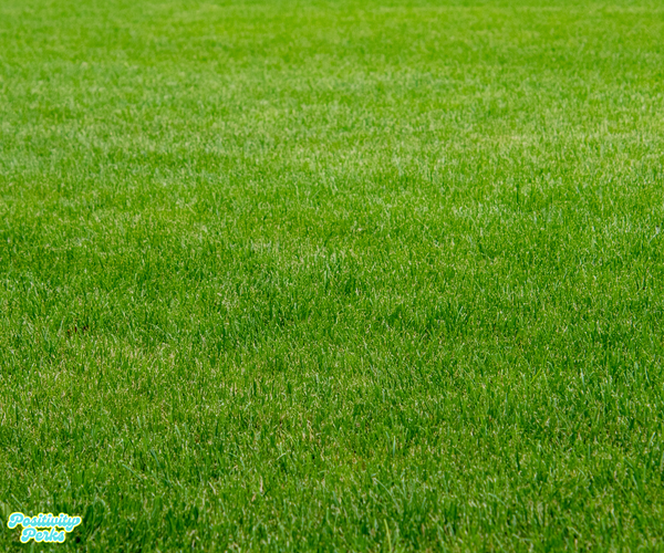 The Grass Is Greener Where You Finally Water It.