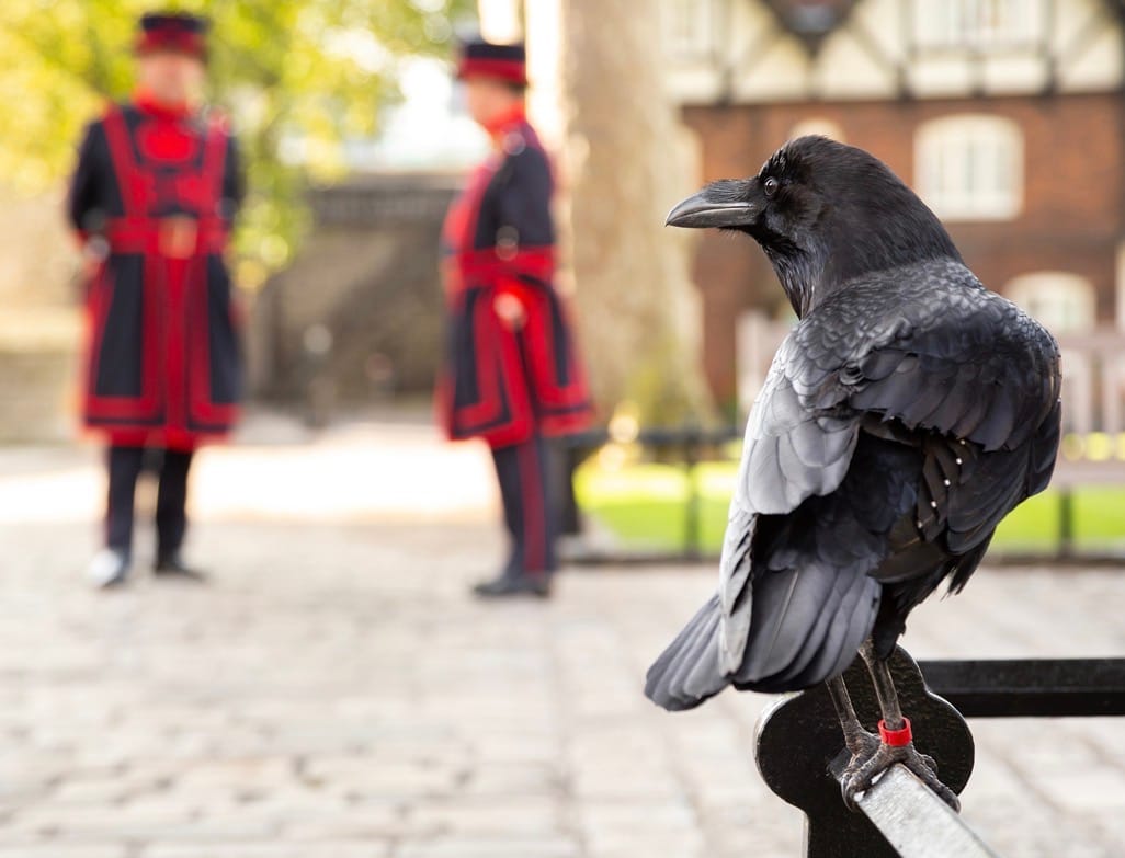 Have the Ravens Left the Tower of London?