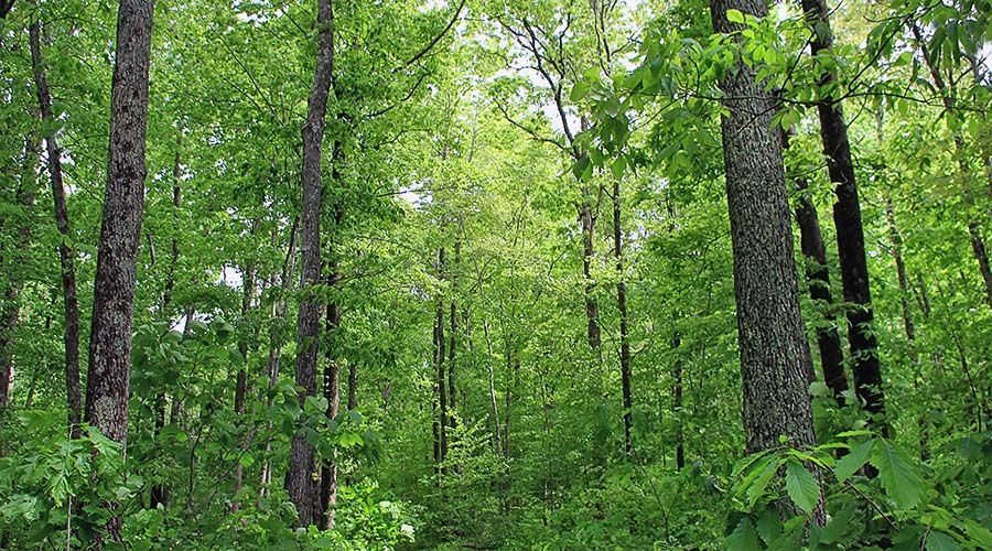 Wood, Natures Carbon Alchemist