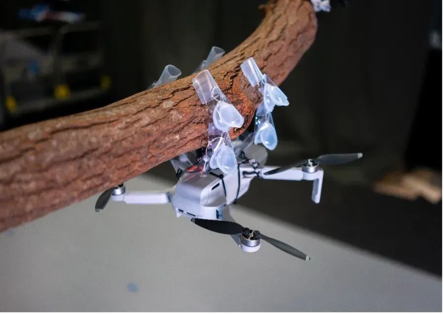 From Turtles to Ladybugs