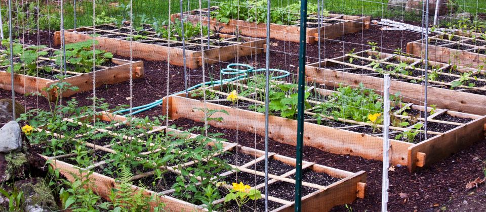 Image: Raised garden beds with protective fencing. 