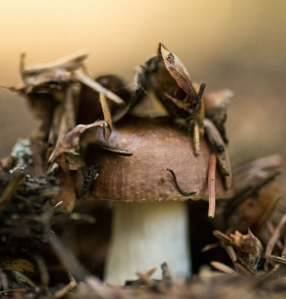A brown mushroom pushes through the fallen leaves, pine needles, and other detritus of the forest floor.