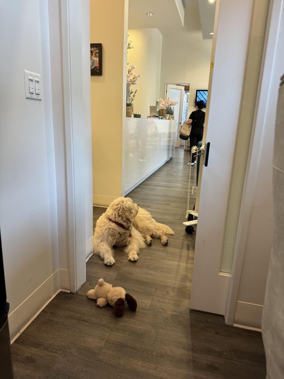 'Dogs bring love and joy wherever they go'