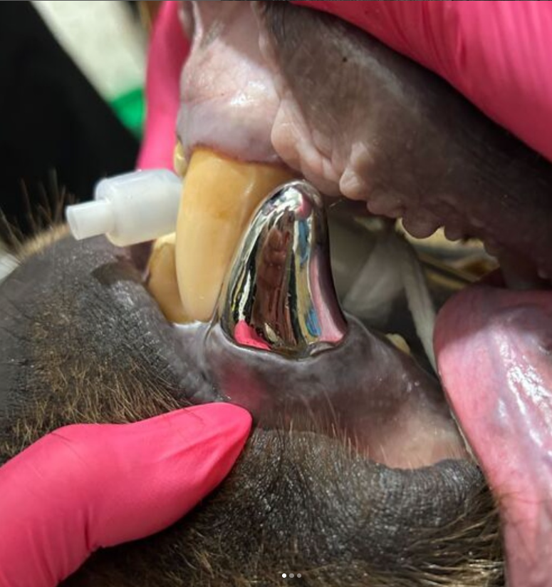 Canada's fluoride flip-flop