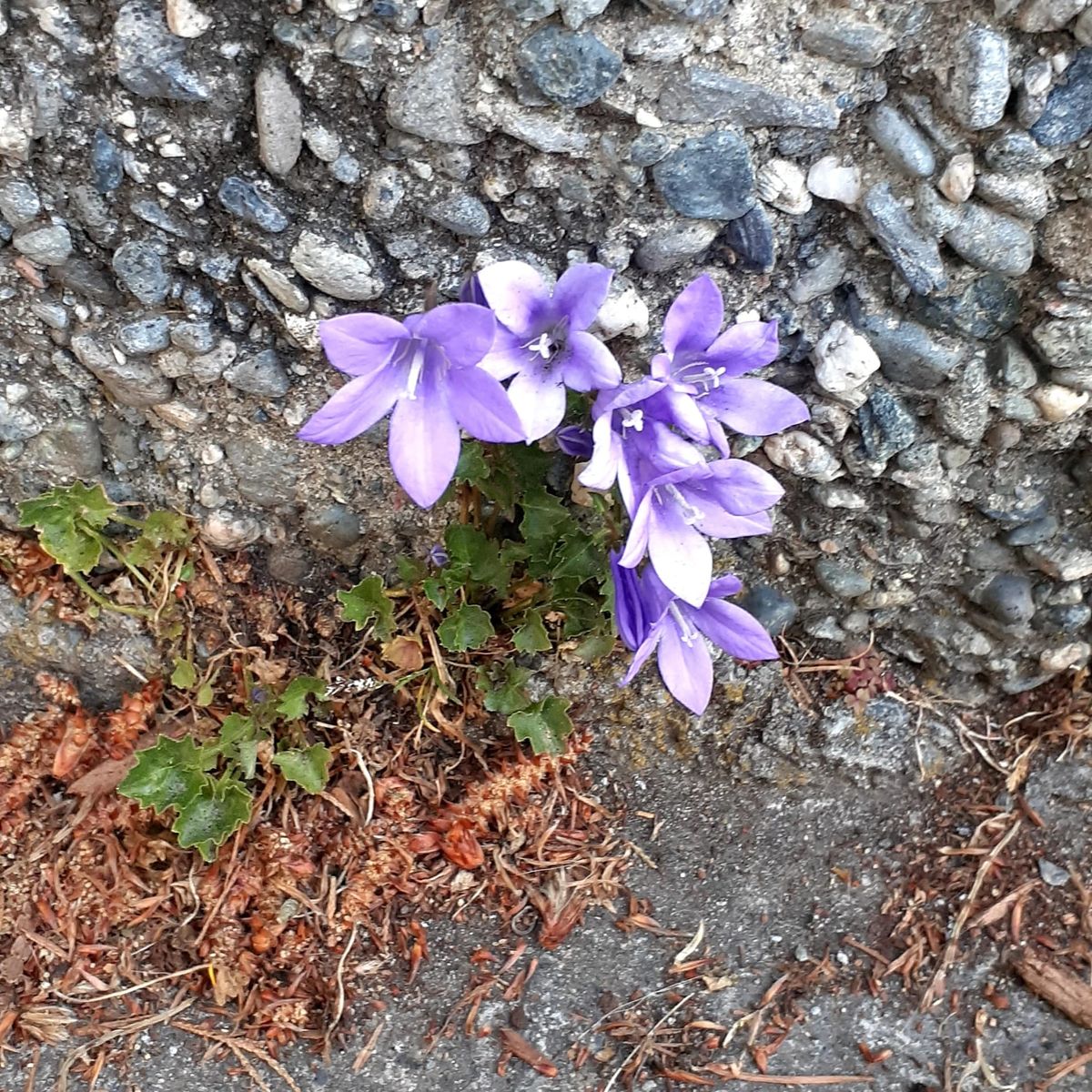 Step by Step Tutorial to Fighting Fascism on E-Commerce Sites