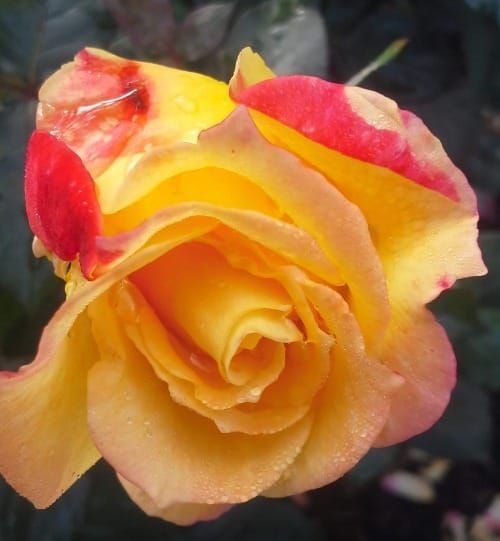 Are You Remembering to Stop to Smell the Roses?