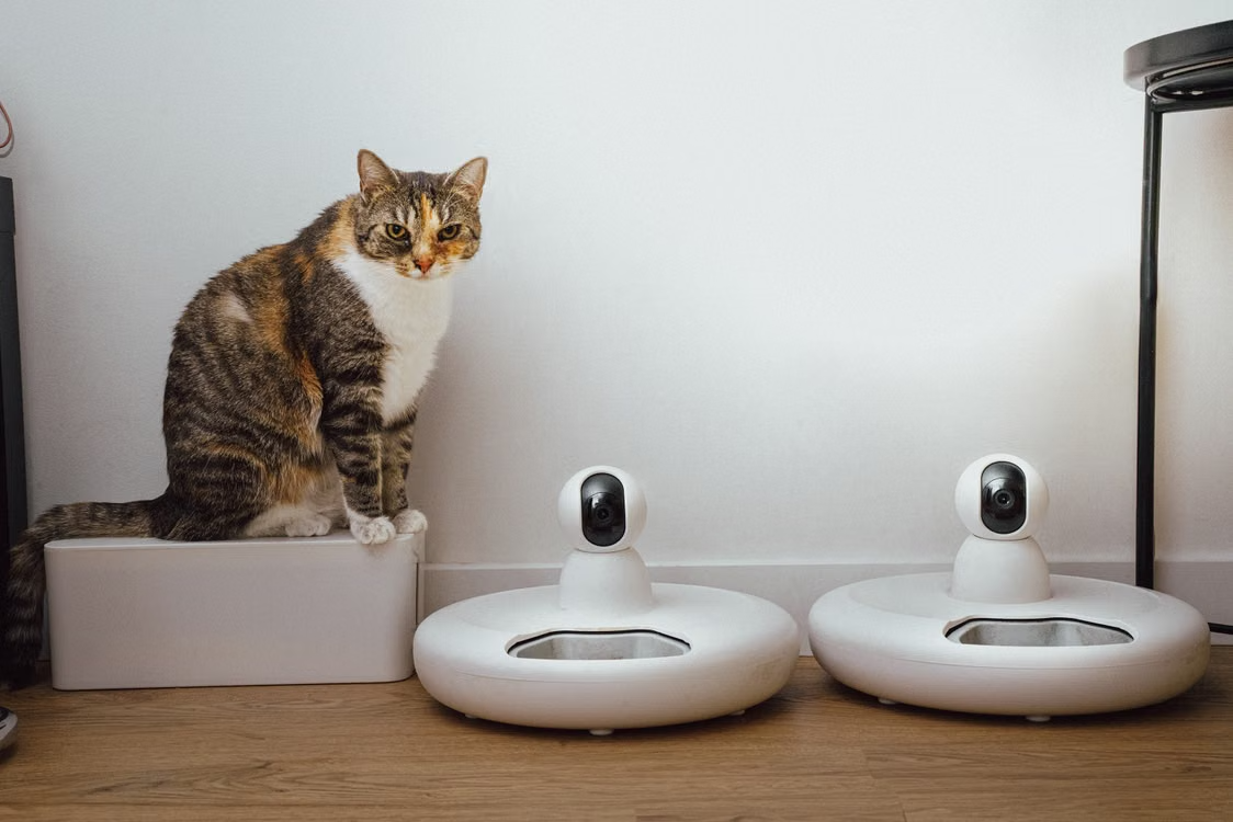 Beyond the Basics: How to Choose Pet Technology That Fits Your Home Post image