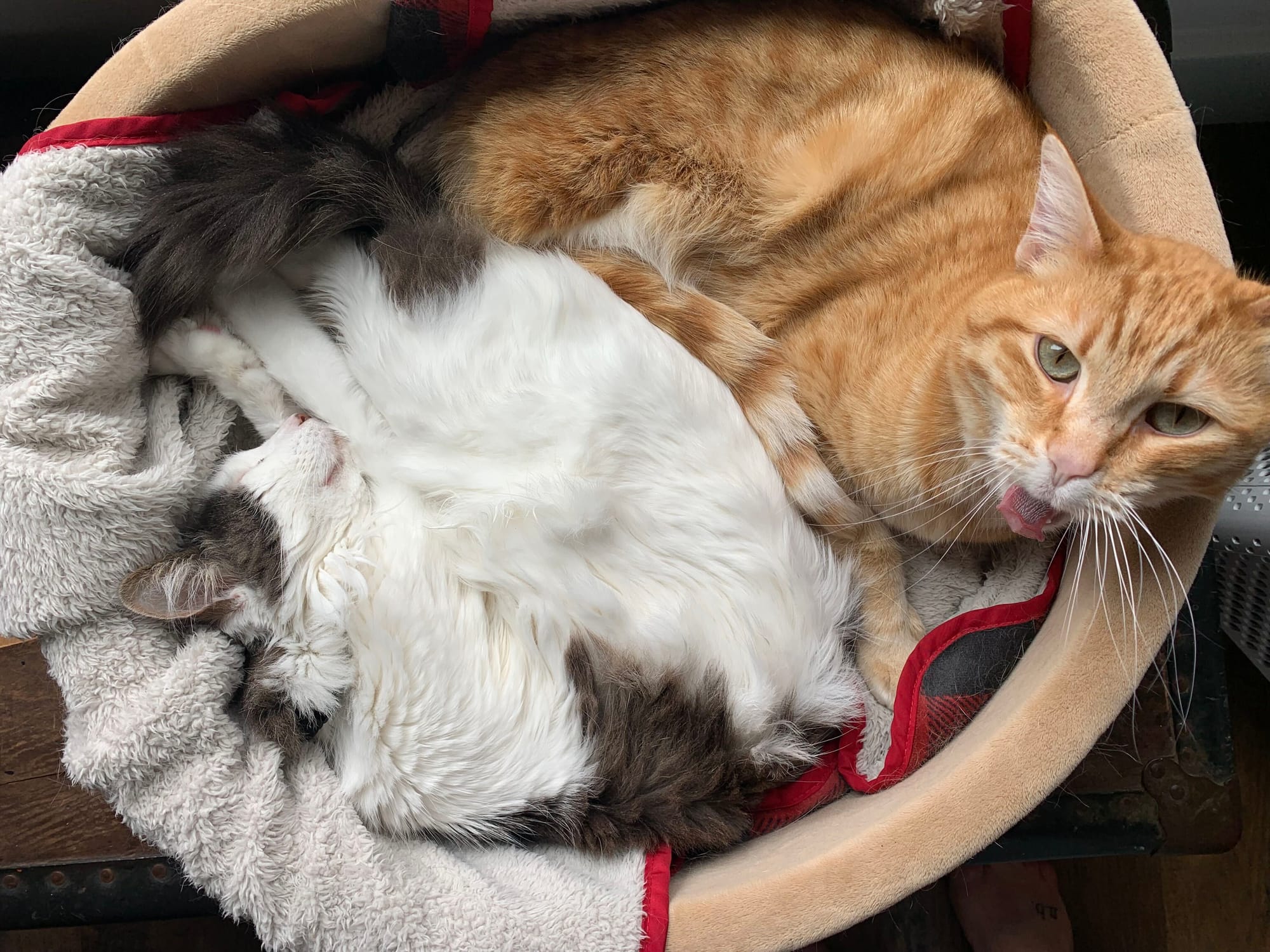 Ash (white, black/grey) and Trike (orange boi) cuddle in a basket