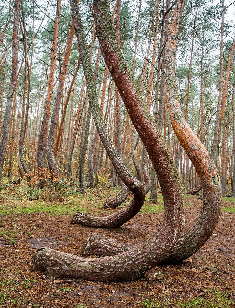 Mysteriet i Krzywy Las: Skogen der trærne vokser med en knekk