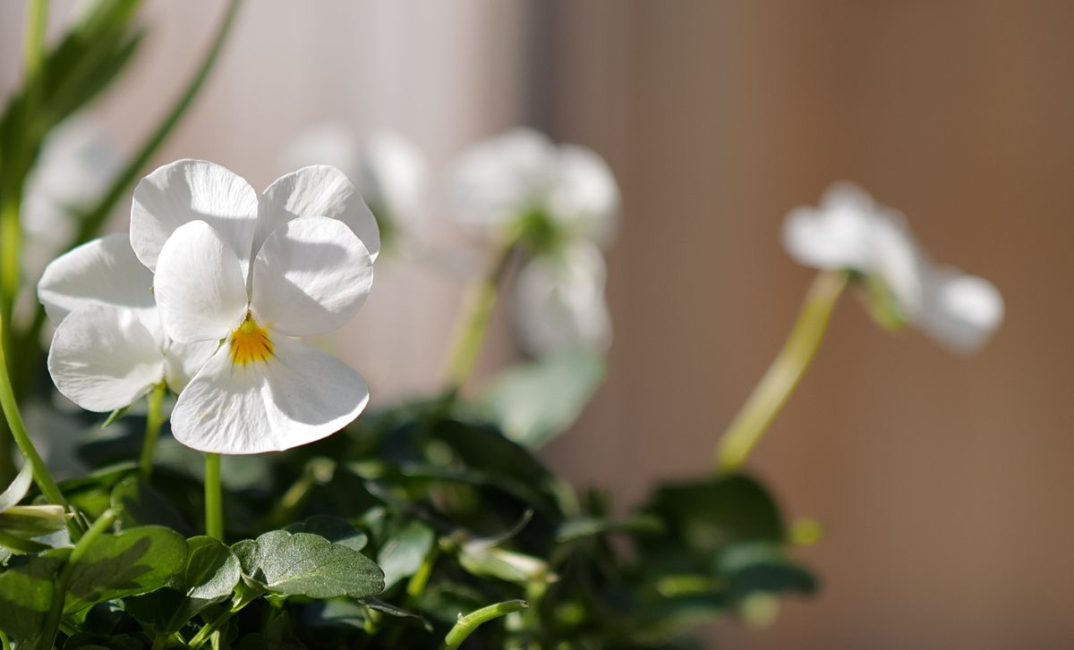 Let spring do her thing ...