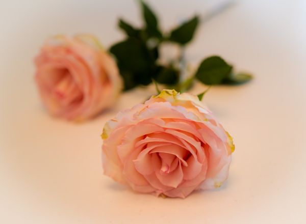 Brev til en venninne / Letter to a friend