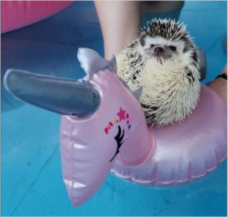 Favourite-Toy-Winner---Karen-Teulon---P20-Lite