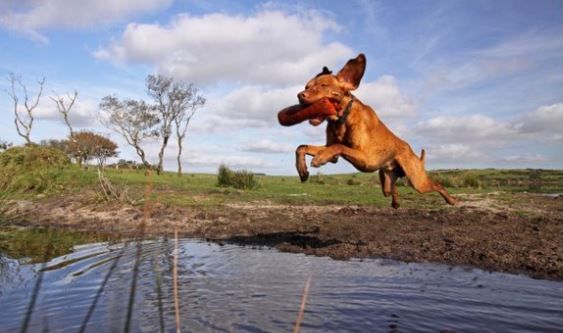 Pets-Defying-Gravity-Second---Roz-Tabberer