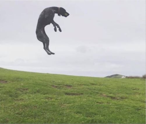 Pets-Defying-Gravity-Winner---Nicola-Stott