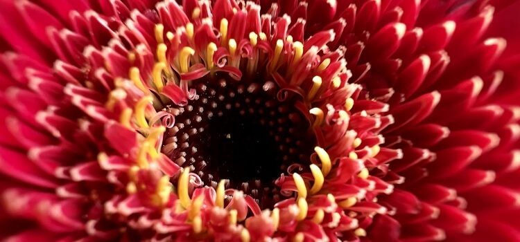 Macro--1-