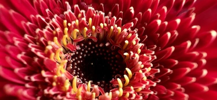 Macro-2