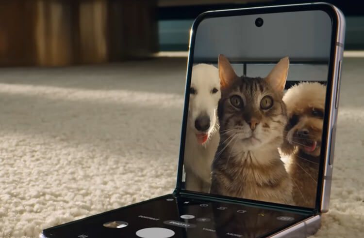 Cat-selfie