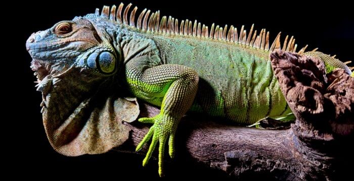 close up image of a colourful lizard