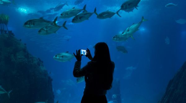 How To Shoot Amazing Videos On Your Smartphone