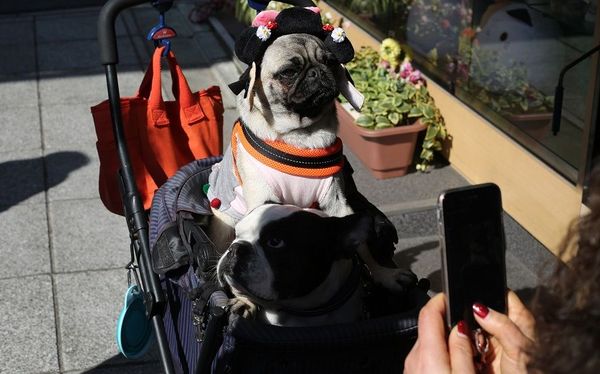'Pet Portraits' Competetion Winners