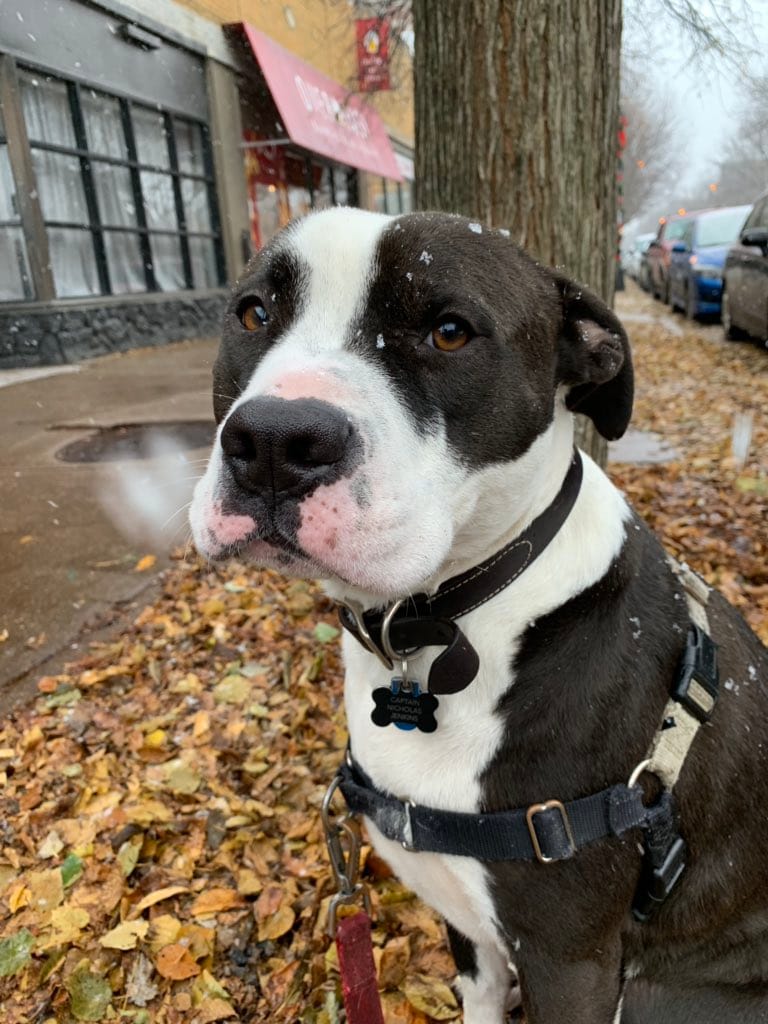 Our dog, Jenkins, a black-and-white pit mix, sitting amid some deteriorated leaves at the edge of a sidewalk in Chicago. He has a few flakes of snow on his face.