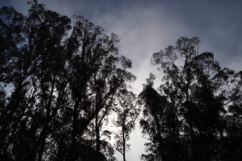 Trees seen from below, mostly dark and obscured by fog, a cloudy sky above.