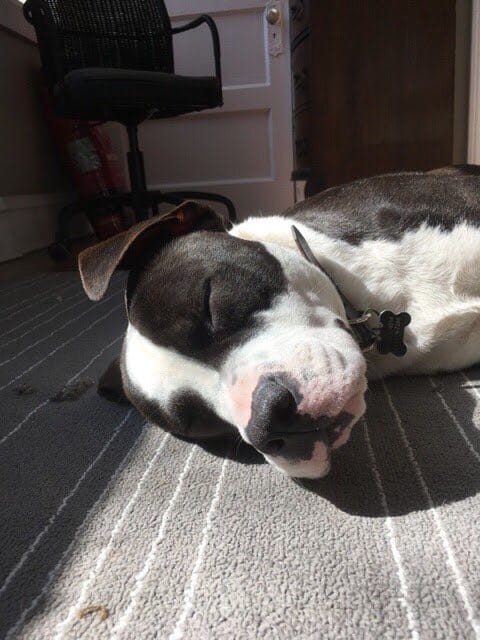 Our dog, Jenkins, a black-and-white pit mix, sound asleep in a sunbeam on a rug