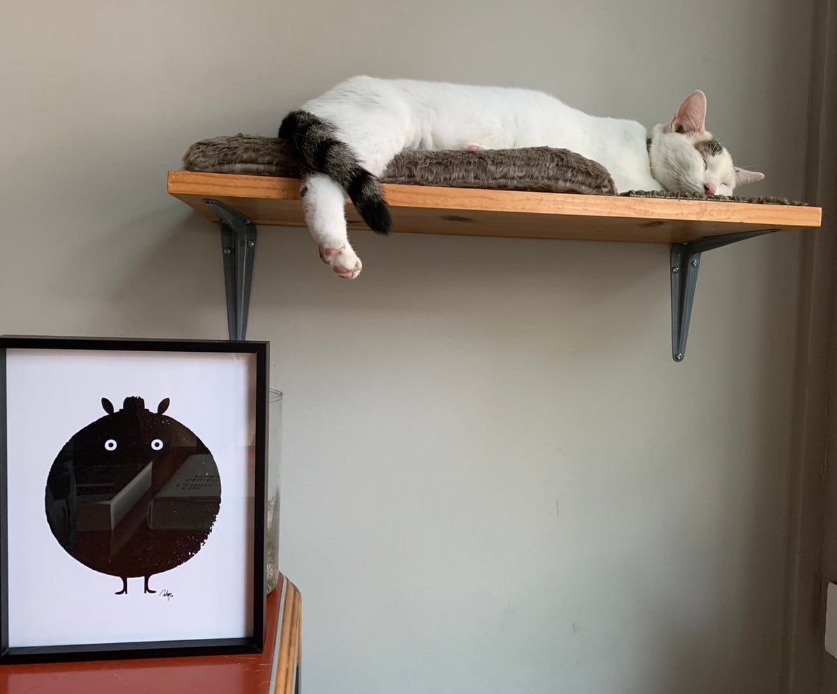 Our cat Tanuki, a white cat with pink ears and a gray swatch on her head, and a gray-and-black-striped tail. She's asleep on a wooden shelf mounted on a wall. Below her is a small print of a strange, round, black creature with big, staring white eyes.